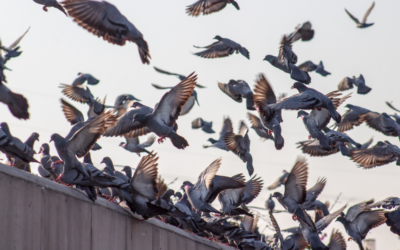 Control de plagas de aves en Tenerife