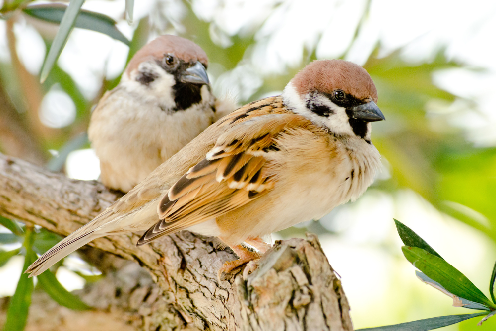 masqueplagas-Control-de-plagas-de-aves-en-Tenerife-gorriones