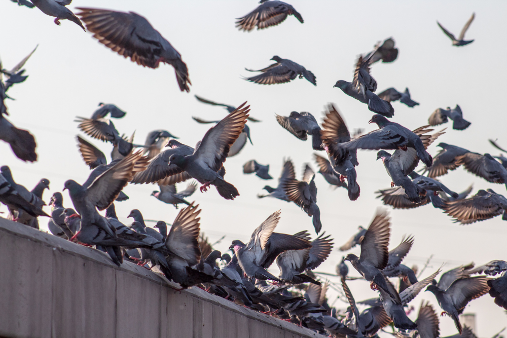 masqueplagas-Control-de-plagas-de-aves-en-Tenerife