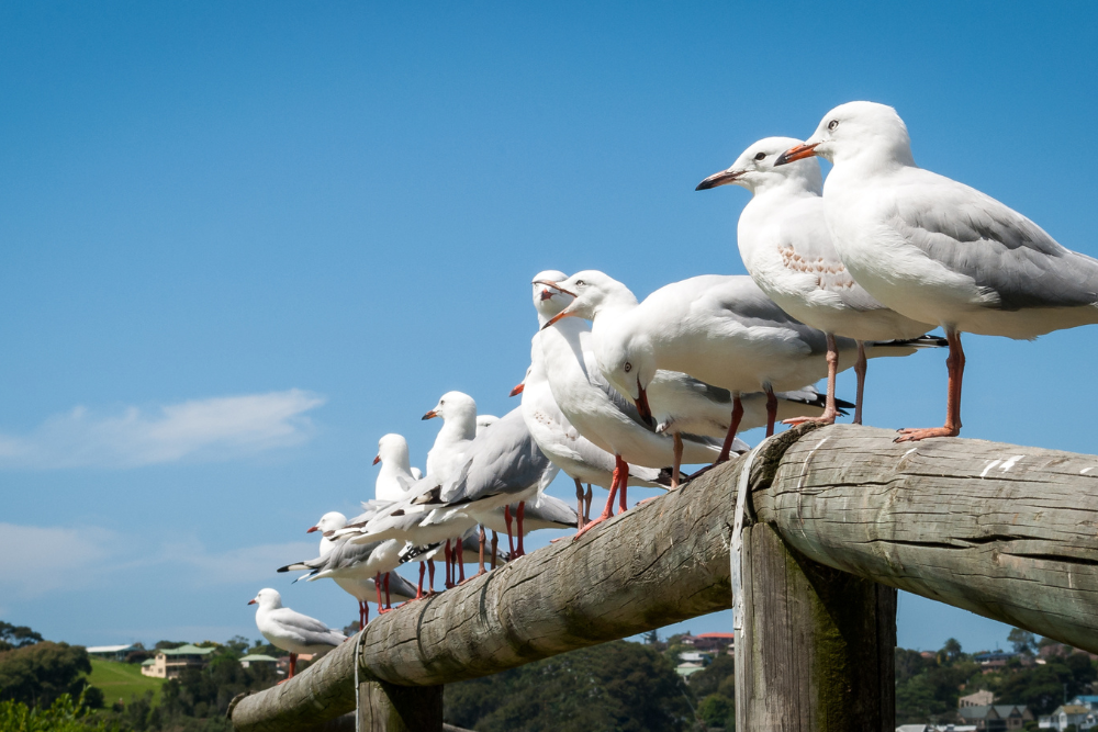 masqueplagas-Control-de-plagas-tenerife-aves