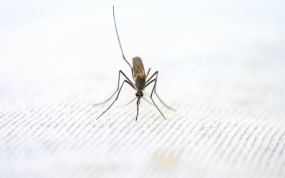 6 curiosidades: ¿por qué pican los mosquitos?