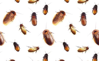 Cómo elegir la mejor compañía para fumigar cucarachas en Tenerife: 5 claves antes de contratar
