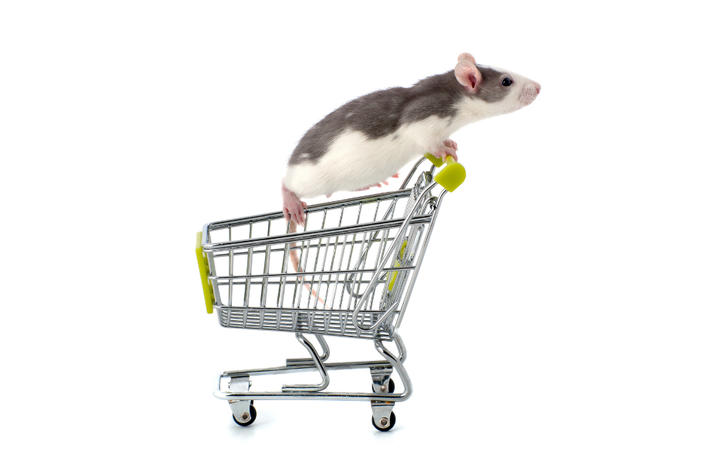 roedores en naves industriales y supermercados tenerife