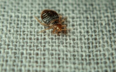 Cómo tratar las sábanas y los textiles en un hotel por una infestación de chinches de cama