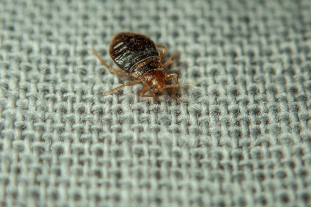 Cómo tratar las sábanas y los textiles en un hotel por una infestación de chinches de cama
