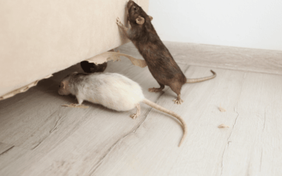 ¿Qué plaga tienes en casa? Aprende a identificarla y calcula tu presupuesto al momento